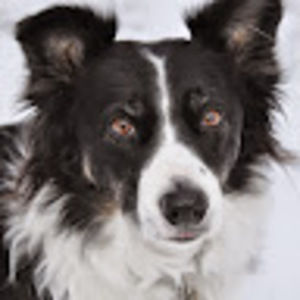 Meet your Posher, Kc